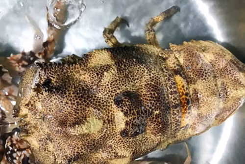 Nhiều con nặng tới 1,5 - 2kg. Ảnh: Dân Việt.