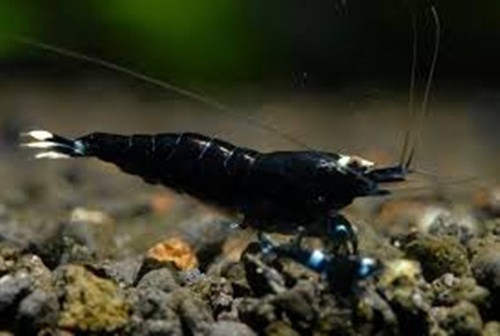 Tôm đen đắt đỏ vì chúng rất hiếm, khó nuôi và yêu cầu các quy trình nuôi cầu kỳ. Ảnh: Joe's Aquarium.