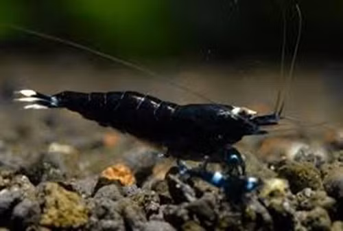 Tôm đen đắt đỏ vì chúng rất hiếm, khó nuôi và yêu cầu các quy trình nuôi cầu kỳ. Ảnh: Joe's Aquarium.