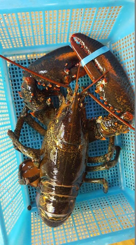 Với giá bán từ 1 - 2 triệu đồng, mỗi con tôm hùm Canada có giá tới cả chục triệu đồng. Ảnh: Hieuhaisan.