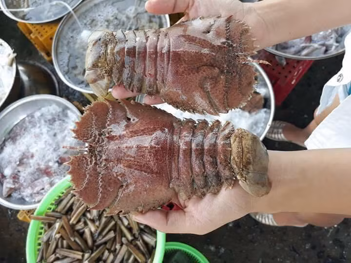 Tôm mũ ni được đánh bắt ở vùng biển Quảng Ngãi, thường nặng từ 0,5 - 1,2kg/con. Ảnh: Facebook.