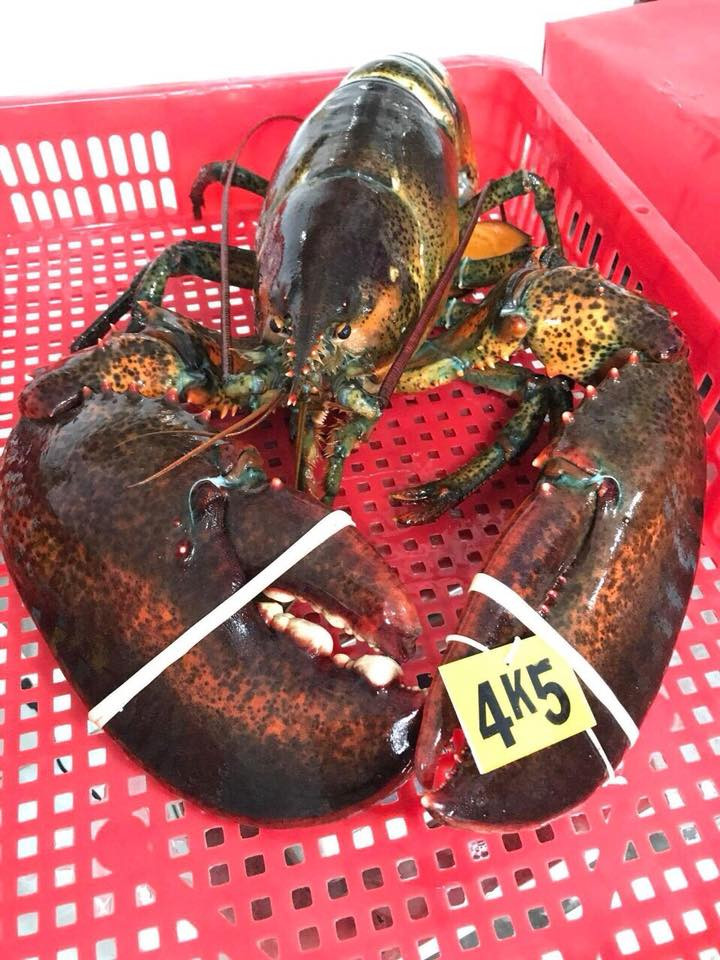 Mỗi con tôm hùm Canada nặng từ 1 - 3 kg, nhiều con nặng tới 5 - 7kg. Ảnh: FB Hằng Trần.