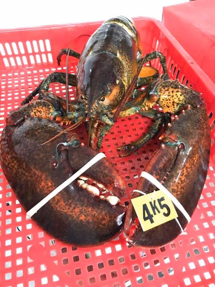 Mỗi con tôm hùm Canada nặng từ 1 - 3 kg, nhiều con nặng tới 5 - 7kg. Ảnh: FB Hằng Trần.