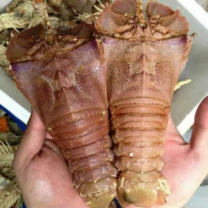 Chỉ sống ở những rạn san hô, rất khó bắt nên tôm mũ ni có giá trên trời cả triệu đồng/kg, đắt hơn cả tôm hùm. Ảnh: FB Hương Lê.