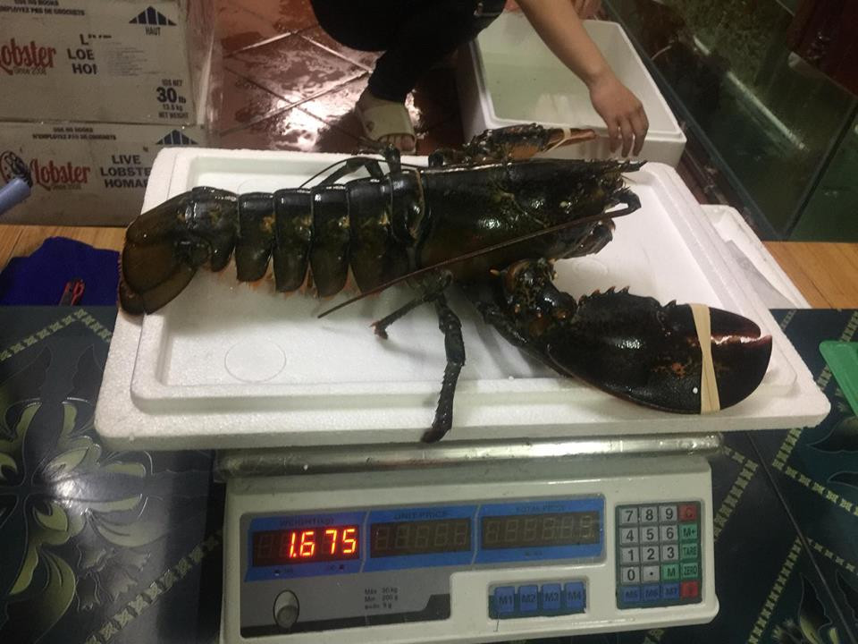 Tôm hùm Canada hay còn gọi là tôm hùm Alaska là một trong những loại hải sản sang trọng được giới nhà giàu Việt săn lùng. Ảnh: FB Nguyễn Ngọc Vỹ.