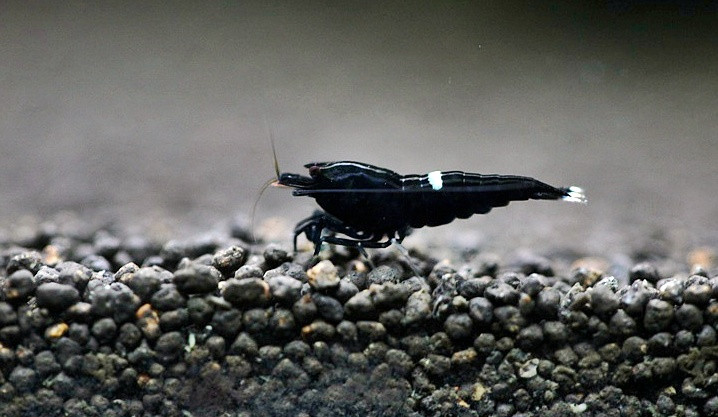 Trung bình mỗi con tôm dài từ 2,5 - 3cm. Thân màu đen, có thêm vệt trắng ở bụng, đầu hoặc đuôi. Ảnh: Nanocaridina.