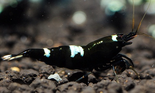 Choang vang nhung loai tom dat hon vang rong