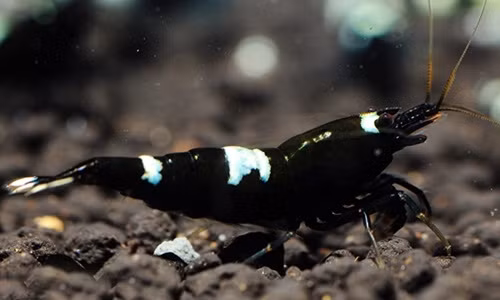 Choang vang nhung loai tom dat hon vang rong