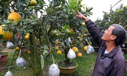 Muốn quả ghép phát triển bình thường, ông phải khéo léo và cẩn thận ghép cuống quả vào cành hay nhánh của cây thật chính xác, tương xứng nhau, khi buộc phải thắt chặt túi nilon ở vết ghép để quả có chất dinh dưỡng.