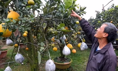 Muốn quả ghép phát triển bình thường, ông phải khéo léo và cẩn thận ghép cuống quả vào cành hay nhánh của cây thật chính xác, tương xứng nhau, khi buộc phải thắt chặt túi nilon ở vết ghép để quả có chất dinh dưỡng.