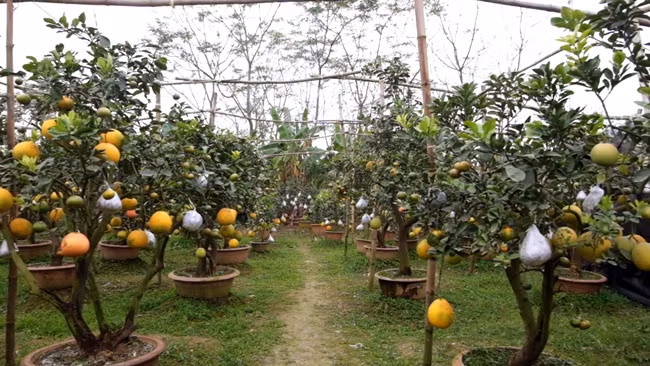 Hiện tại vườn của ông Giáp có hơn 100 gốc cây cảnh ghép nhiều loại quả nhưng quá nửa trong đó đã có người đặt hàng từ cách đây nhiều tháng.