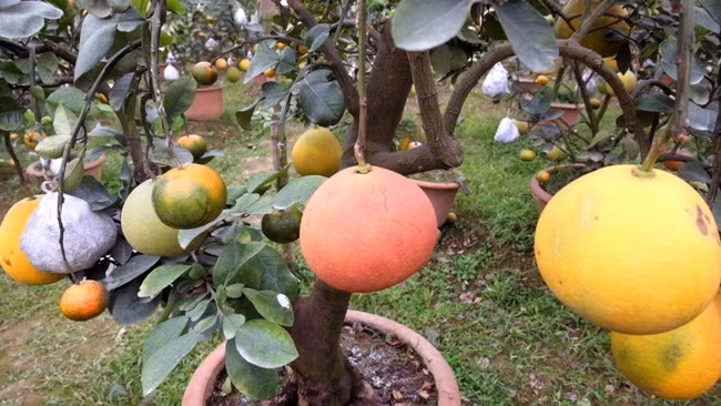 Bắt đầu từ tháng Sáu Âm lịch, ông Giáp bắt đầu đi tìm kiếm các thân cây bưởi, cây cam có thế đẹp về làm gốc, sau đó đi chọn đủ các loại quả cần ghép rồi tiến hành công việc cấy quả vào cây.