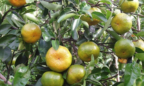 Quýt Hương Cần là đặc sản thơm ngon nổi tiếng, trước đây đùng để tiến vua. Vì thế, quýt này còn có tên gọi là quýt tiến vua. Ảnh: Chương trình Ocop Việt Nam.