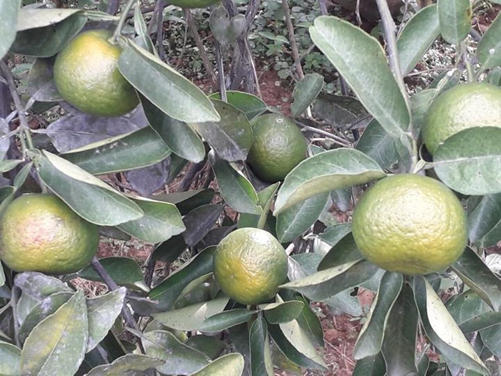 Nếu được mùa, mỗi ha quýt cho thu hoạch gần 700 triệu đồng. Ảnh: FB Nguyễn Thị Kim Anh.