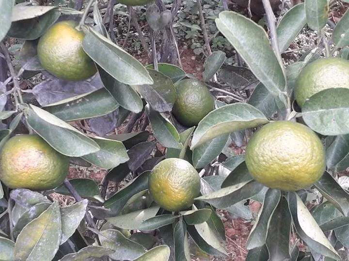 Nếu được mùa, mỗi ha quýt cho thu hoạch gần 700 triệu đồng. Ảnh: FB Nguyễn Thị Kim Anh.