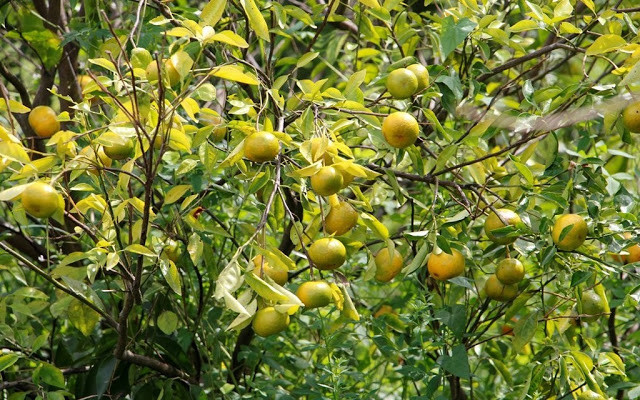 Quýt Hương Cần có đặc điểm khác với các loại quýt khác là khi chín (khoảng tháng 10-11) quả có màu vàng cam ở mặt quả và màu xanh lá cây ở phần cuống. Ảnh: Traicaydungmap.