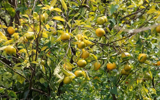 Quýt Hương Cần có đặc điểm khác với các loại quýt khác là khi chín (khoảng tháng 10-11) quả có màu vàng cam ở mặt quả và màu xanh lá cây ở phần cuống. Ảnh: Traicaydungmap.