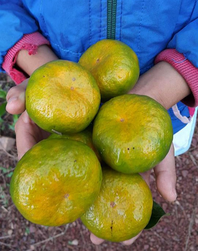 Vỏ xốp mỏng rất dễ bóc, khi bóc quýt có mùi thơm đặc trưng. Ảnh: Nongnghiep.