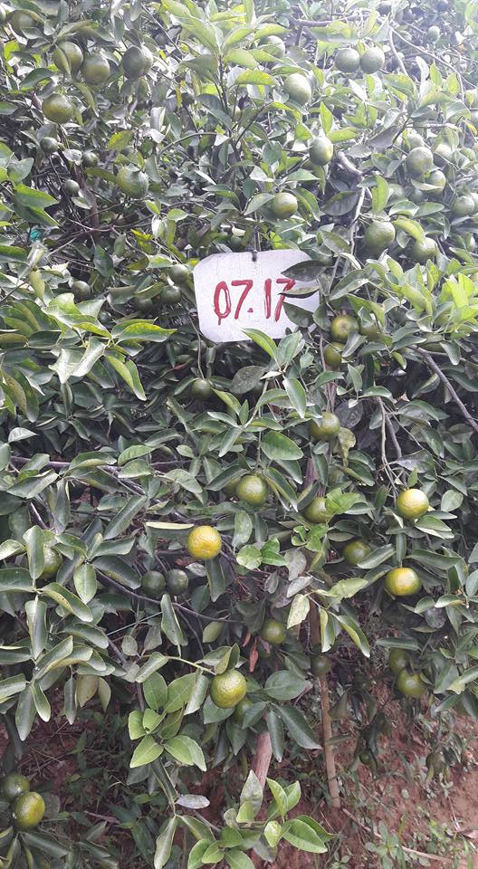 Khi chín, quýt làng Hương Cần mang màu vàng óng rất bắt mắt. Ảnh: FB Trần Đăng Hòa.