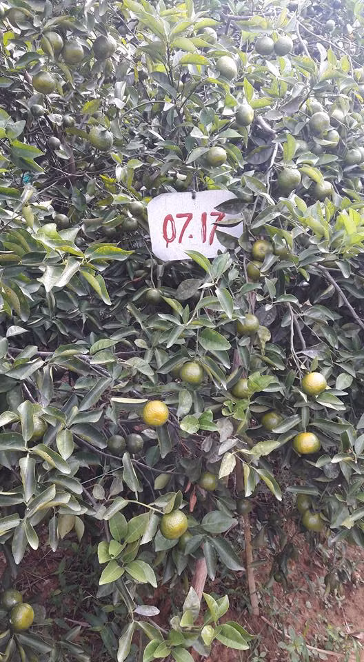 Khi chín, quýt làng Hương Cần mang màu vàng óng rất bắt mắt. Ảnh: FB Trần Đăng Hòa.