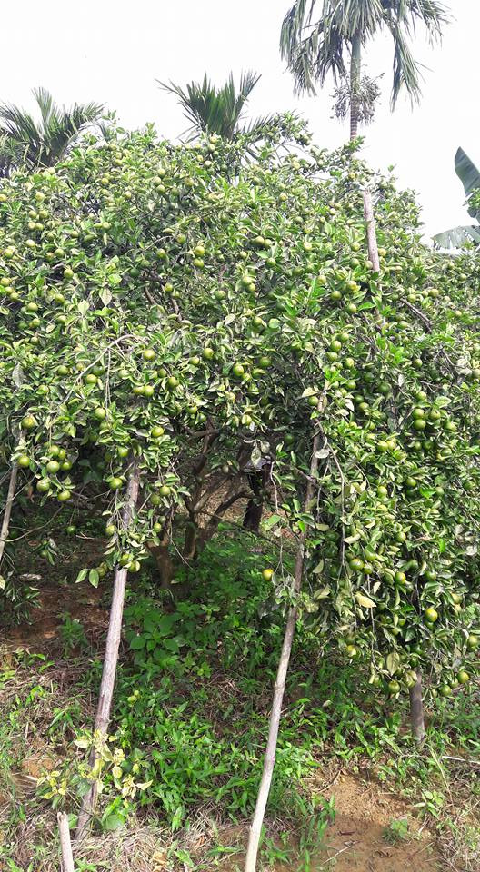 Những trái quýt chi chít quả trông thích mắt. Ảnh: FB Trần Đăng Hòa.