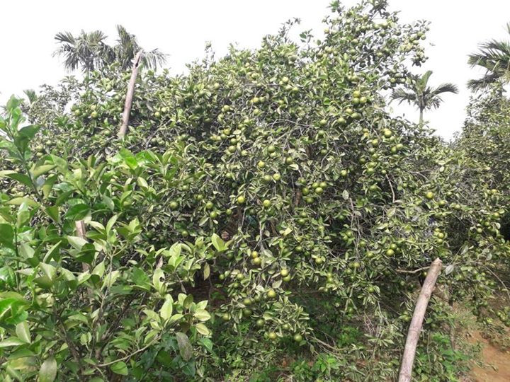 Quýt Hương Cần thường trổ hoa vào tháng 2 và cuối tháng 8 âm lịch bắt đầu thu hoạch. Ảnh: FB Nguyễn Thị Kim Anh.