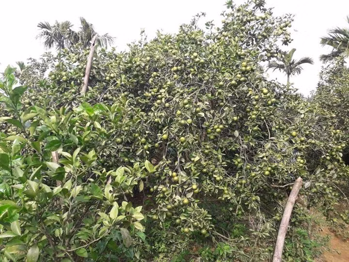 Quýt Hương Cần thường trổ hoa vào tháng 2 và cuối tháng 8 âm lịch bắt đầu thu hoạch. Ảnh: FB Nguyễn Thị Kim Anh.