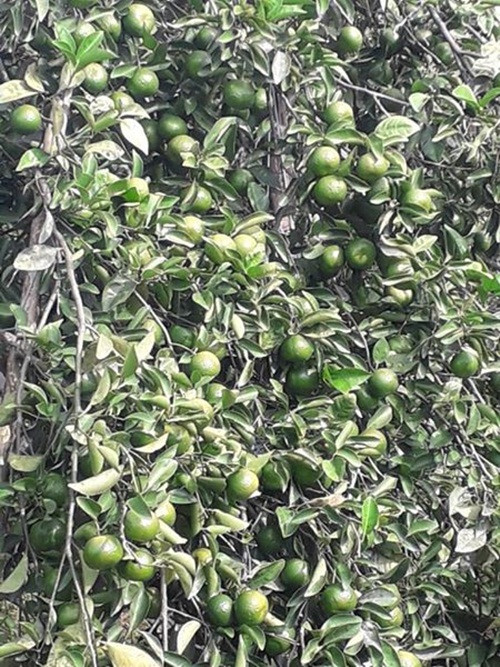 Tại vườn, quýt tiến vua Hương Cần dao động từ 25.000 - 35.000 đồng/kg. Ảnh: FB Nguyễn Thị Kim Anh.