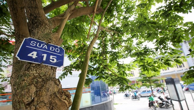 12 cây sưa đỏ sắp bị di dời nằm trên đường Trần Hưng Đạo. Ảnh: Vietnam+.