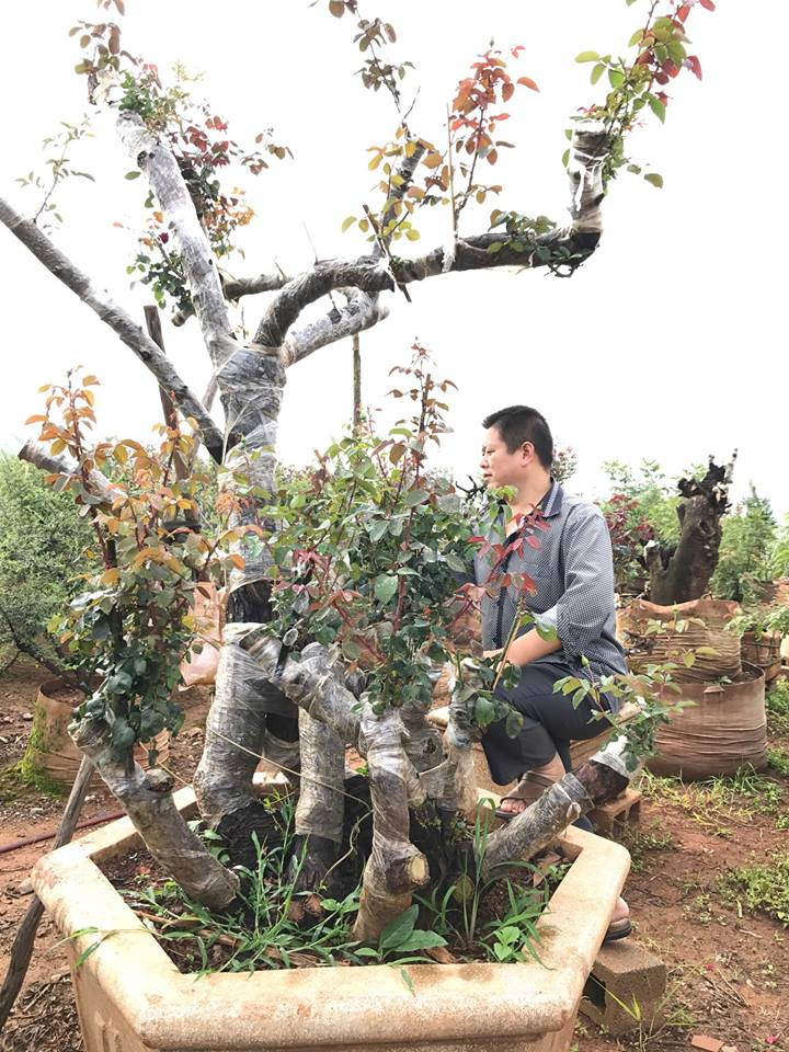 Đây là gốc hồng rừng cổ được khách trả tới 850 triệu đồng của ông Lê Minh (Sapa, Lào Cai). Ảnh: Vietnamnet.