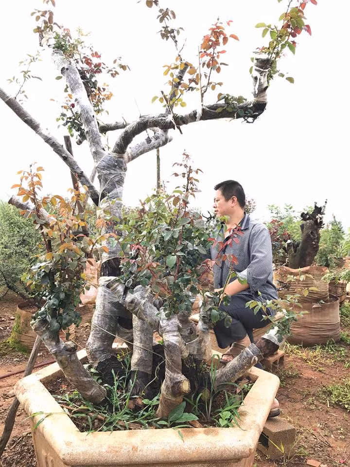 Đây là gốc hồng rừng cổ được khách trả tới 850 triệu đồng của ông Lê Minh (Sapa, Lào Cai). Ảnh: Vietnamnet.