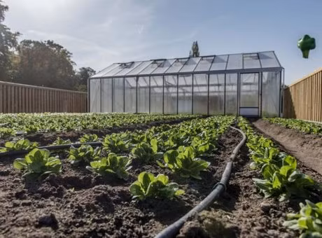 Năm 2017, khu vườn trồng 5 loại rau diếp, cho thu hoạch 5.200 cây vào cuối mùa. Ảnh: Hortidaily.