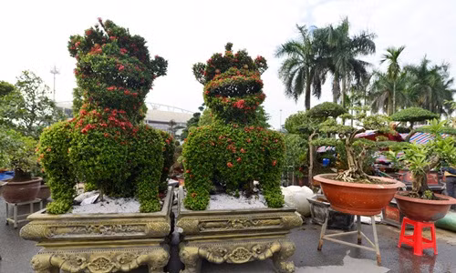 Để tạo hình độc đáo này, nghệ nhân phải mất 10 năm uốn thế, tạo kiểu. Ảnh: Zing.