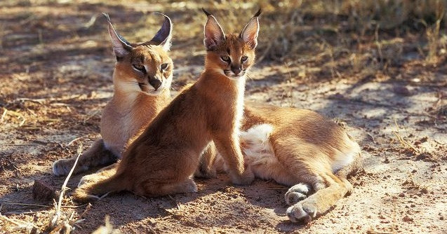 Bên cạnh siêu xe, hàng hiệu thì việc sở hữu những loài động vật hoang dã làm thú cưng là cách thể hiện độ chịu chơi của không ít giới nhà giàu Việt. Trong đó phải kể đến loài Linh miêu tai đen giá hàng trăm triệu đồng. Ảnh: Wildscreen Arkive.