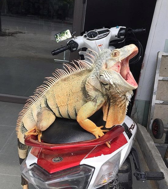 Cự đà Nam Mỹ không tồn tại ở Việt Nam mà chỉ được du nhập về nên có giá không rẻ. Ảnh: Baonghean.