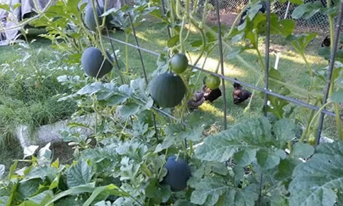 Một cây dưa hấu có các dây leo lan ra khoảng 30cm, một gốc cho ra 2-3 quả dưa hấu. Ảnh: Dân Việt.