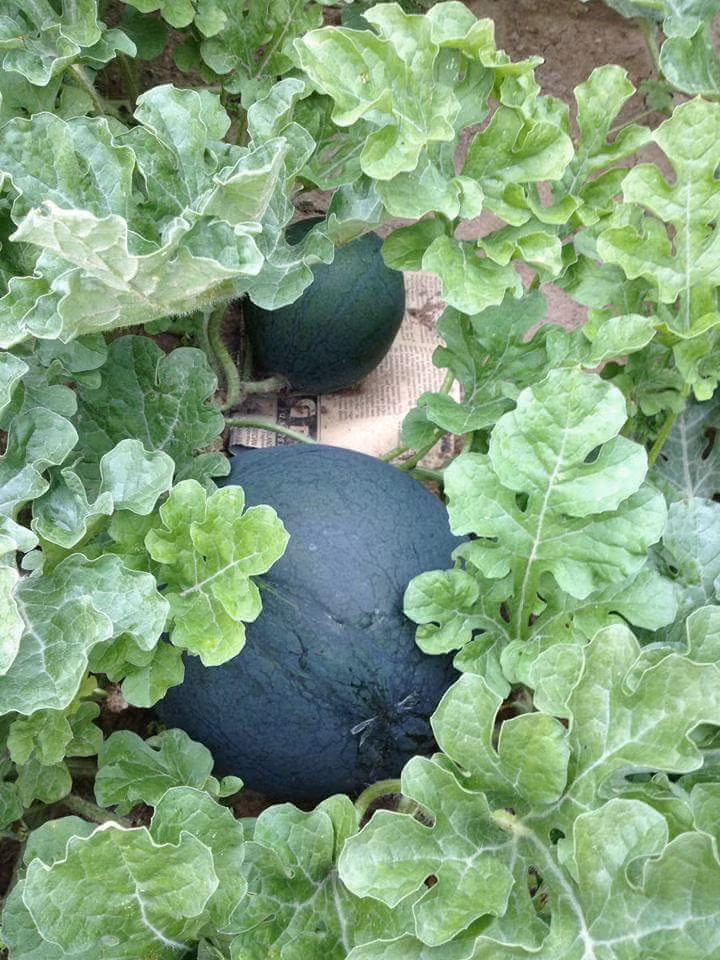 Dưa hấu đường có thể bò ngang hoặc đầu leo giàn. Ảnh: Dân Việt.