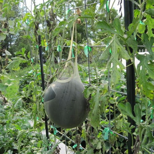 Đúng như tên gọi, dưa hấu đường được xếp hạng một trong những giống dưa hấu ngọt nhất. Ảnh: Littlegardens.