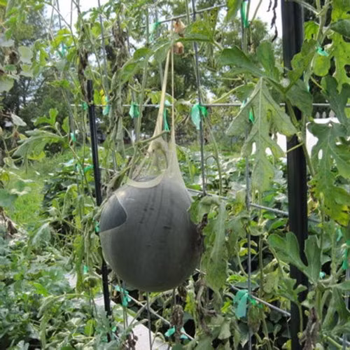 Đúng như tên gọi, dưa hấu đường được xếp hạng một trong những giống dưa hấu ngọt nhất. Ảnh: Littlegardens.