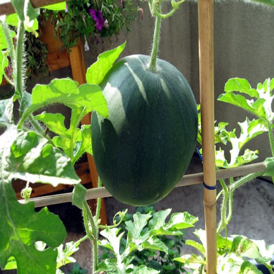 Khi cây dưa hấu vươn dài 60 – 90 cm thì bắt đầu trổ hoa. Ảnh: Biocarve Seeds.