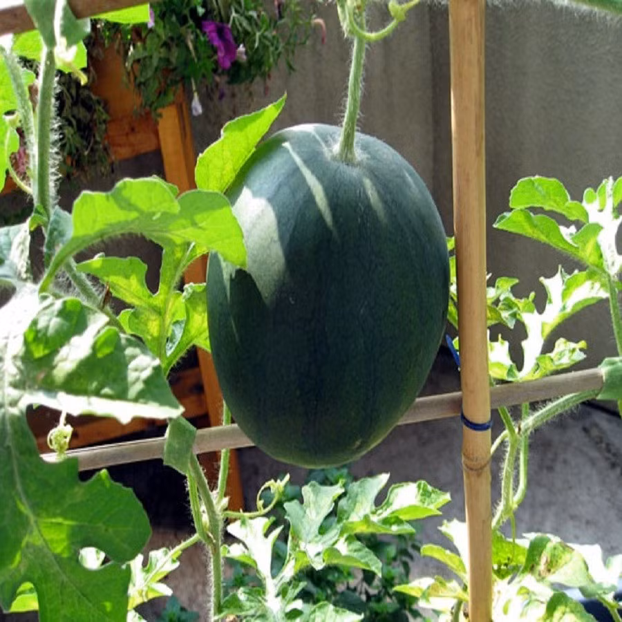 Khi cây dưa hấu vươn dài 60 – 90 cm thì bắt đầu trổ hoa. Ảnh: Biocarve Seeds.