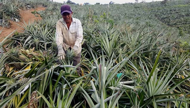 Năm 2017, dây dứa đồi đã giúp hàng chục hộ dân 2 xã vùng sâu Cư Đrăm và Yang Mao của huyện Krông Bông Bông (Đăk Lăk) có nguồn thu nhập cao, lợi nhuận hàng trăm triệu đồng/ha. Ảnh: Nongnghiep.