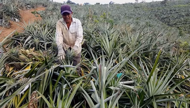 Năm 2017, dây dứa đồi đã giúp hàng chục hộ dân 2 xã vùng sâu Cư Đrăm và Yang Mao của huyện Krông Bông Bông (Đăk Lăk) có nguồn thu nhập cao, lợi nhuận hàng trăm triệu đồng/ha. Ảnh: Nongnghiep.