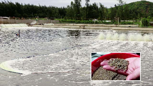 Từ thành công của mình, ông Duyên chia sẻ kinh nghiệm cho nhiều bà con khác. Đến nay, diện tích nuôi ốc hương trong xã mở rộng đến 12ha. Ảnh: Khuyennonghatinh.