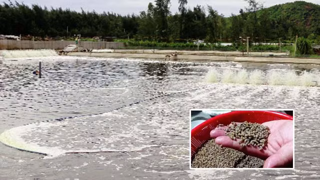 Từ thành công của mình, ông Duyên chia sẻ kinh nghiệm cho nhiều bà con khác. Đến nay, diện tích nuôi ốc hương trong xã mở rộng đến 12ha. Ảnh: Khuyennonghatinh.