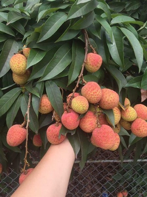 Vải sớm chưa được ngọt đậm, còn vị chua thanh nhưng vẫn khá đông khách mua. Ảnh: FB Thanh Huyền.