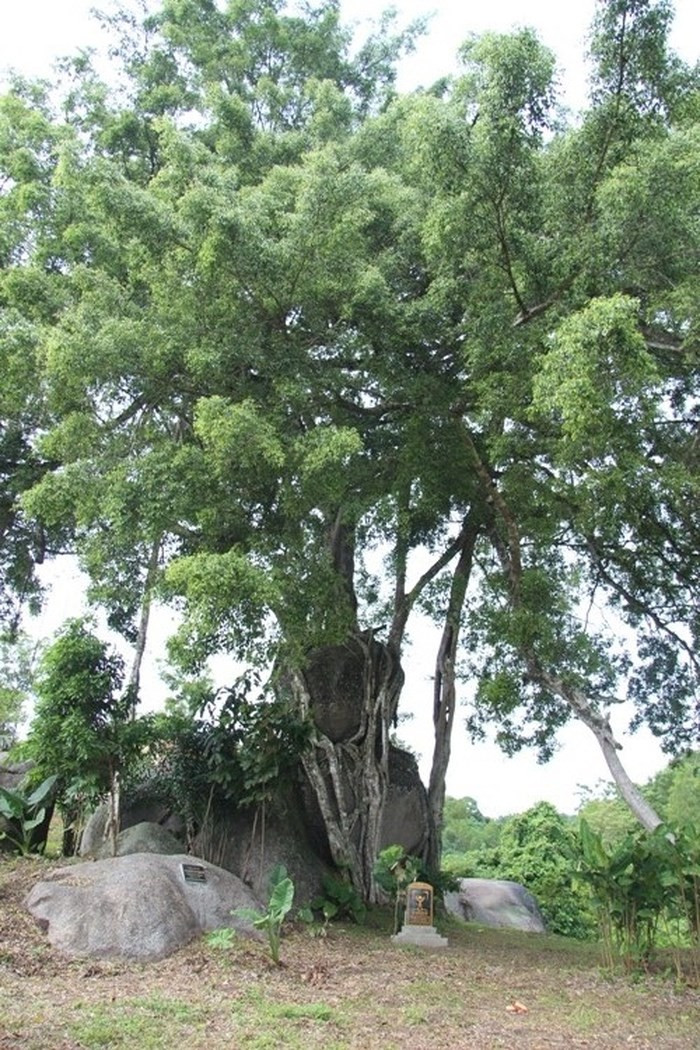 Cây được đánh giá là cây tự nhiên đẹp nhất Việt Nam. Ảnh: Nguoiduatin.