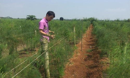Anh Phạm Xuân Cảnh (thôn An Dụ, xã Khởi Nghĩa, huyện Tiên Lãng, Hải Phòng) là một trong những nông dân đầu tiên ở đất Cảng mạnh dạn đầu tư trồng măng tây. Ảnh: Dân Việt.