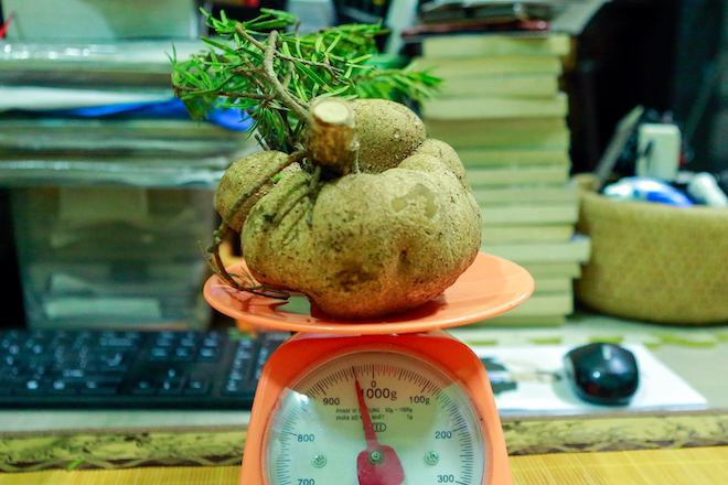 Loại nấm đắt như vàng ròng trên dãy Hoàng Liên Sơn có tên gọi là nấm phục linh thiên. Ảnh: Zing.