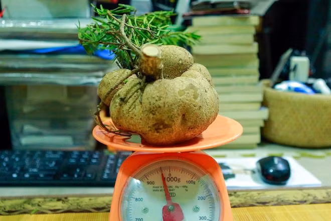 Loại nấm đắt như vàng ròng trên dãy Hoàng Liên Sơn có tên gọi là nấm phục linh thiên. Ảnh: Zing.